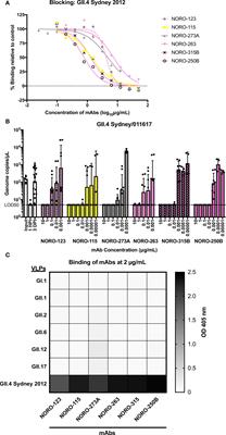 Cross-reactive neutralizing human monoclonal antibodies mapping to variable antigenic sites on the norovirus major capsid protein